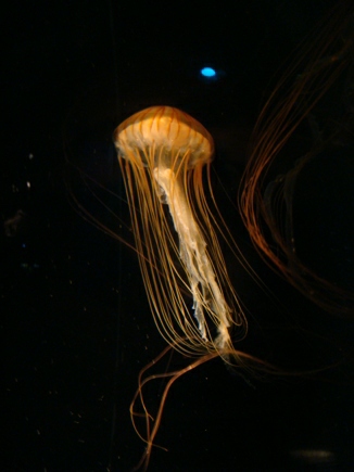 Qualle im Seaquarium