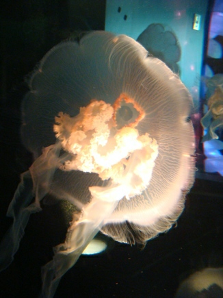 Qualle im Seaquarium