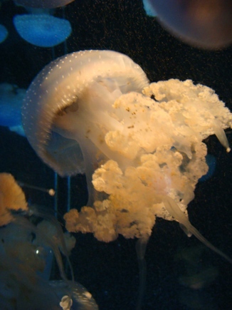 Qualle im Seaquarium