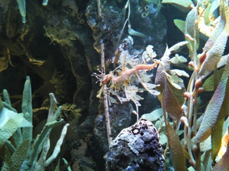 Seedrachen im Seaquarium von Boston