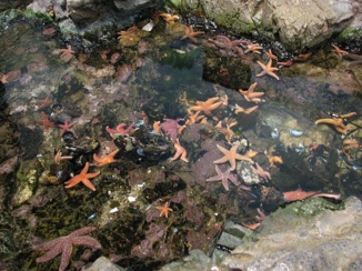 Seesterne im Seaquarium von Boston