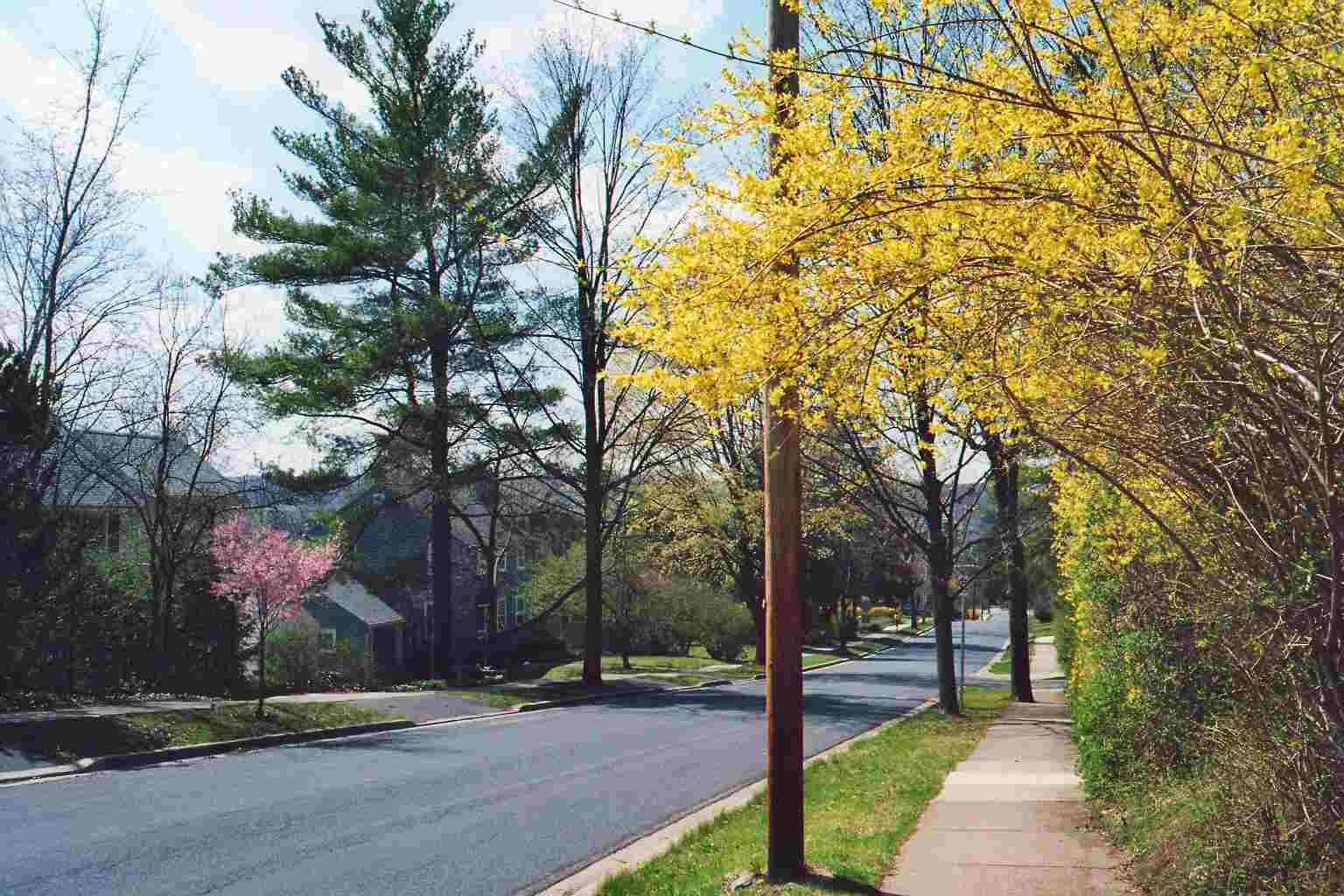 North Allen Street im Fruehling